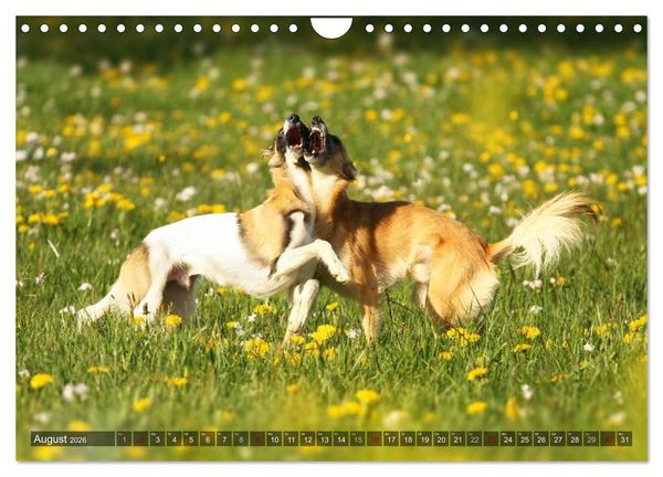 Produktbild: Silken Windsprite - Mit Merlin und Calisto durch&acute;s Jahr 2026 (Wandkalender 2026 DIN A4 quer), CALVENDO Monatskalender