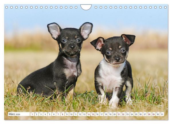 Produktbild: Enegieb&uuml;ndel Chihuahua - Temperament auf vier Pfoten (Wandkalender 2026 DIN A4 quer), CALVENDO Monatskalender