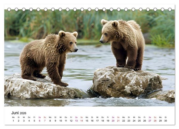 Produktbild: B&auml;ren - gef&auml;hrlich nett (Tischkalender 2026 DIN A5 quer), CALVENDO Monatskalender