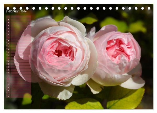 Produktbild: Lass Rosen sprechen (Tischkalender 2026 DIN A5 quer), CALVENDO Monatskalender