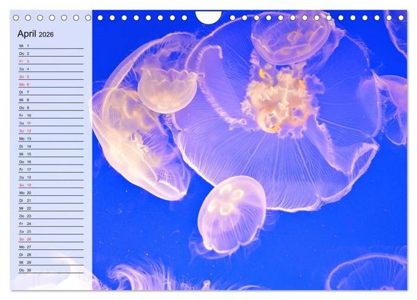 Produktbild: Quallen. &Auml;therische Wunderwesen (Wandkalender 2026 DIN A4 quer), CALVENDO Monatskalender
