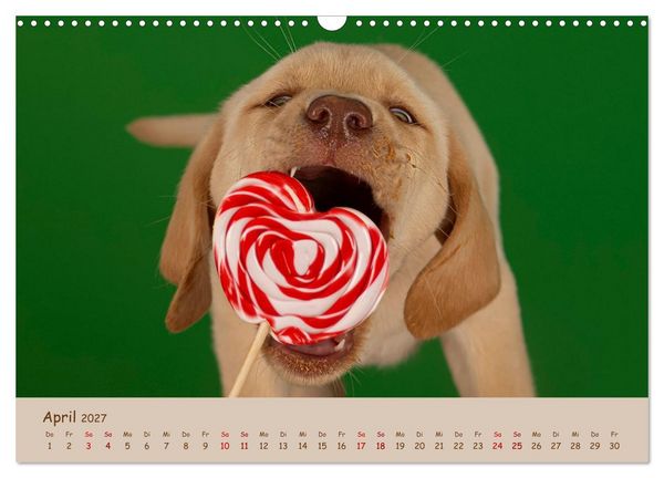 Produktbild: Achtung die Welpen kommen. (Wandkalender 2027 DIN A3 quer), CALVENDO Monatskalender