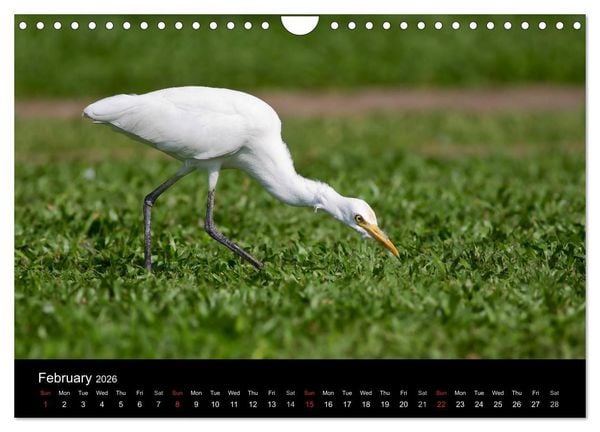 Produktbild: World of Heron (Wall Calendar 2026 DIN A4 landscape), CALVENDO 12 Month Wall Calendar