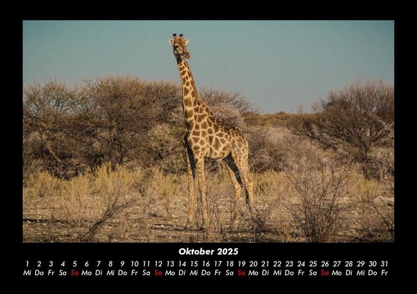 Produktbild: Giraffen 2025 Fotokalender DIN A3