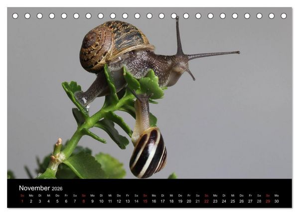 Produktbild: Lautlose Begleiter - Schnecken (Tischkalender 2026 DIN A5 quer), CALVENDO Monatskalender
