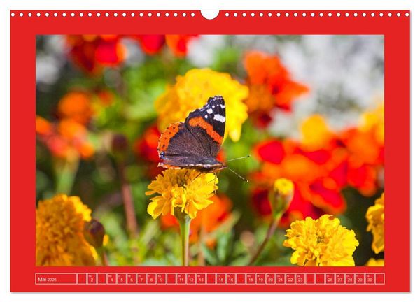 Produktbild: Wir sind die Stars im Garten (Wandkalender 2026 DIN A3 quer), CALVENDO Monatskalender