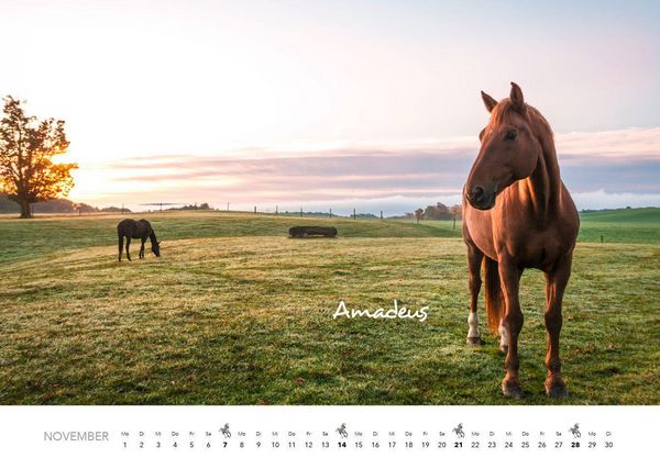 Produktbild: Pferde Kalender 2027 Wandkalender