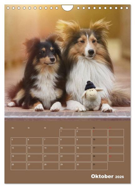 Produktbild: SHELTIES Herzensbrecher auf 4 Pfoten (Wandkalender 2026 DIN A4 hoch), CALVENDO Monatskalender