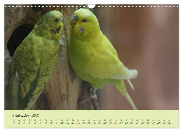 Produktbild: Wellensittiche - Gefiederte Freunde (Wandkalender 2026 DIN A3 quer), CALVENDO Monatskalender