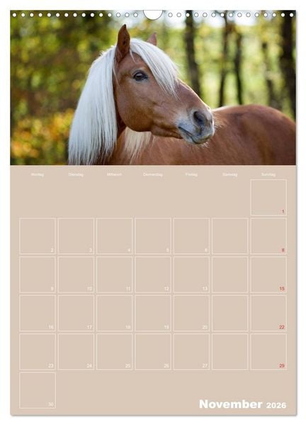 Produktbild: Pferde / Planer (Wandkalender 2026 DIN A3 hoch), CALVENDO Monatskalender