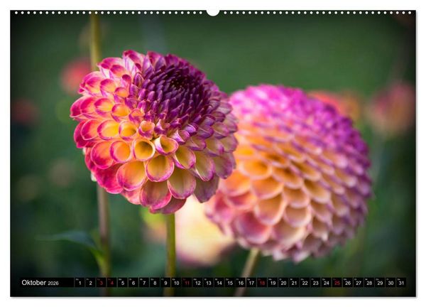 Produktbild: Dahlien - Blumenwunder der Natur (Wandkalender 2026 DIN A2 quer), CALVENDO Monatskalender