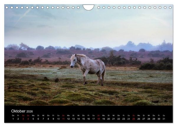 Produktbild: New Forest - England (Wandkalender 2026 DIN A4 quer), CALVENDO Monatskalender