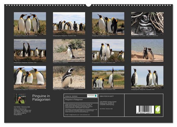 Produktbild: Pinguine in Patagonien (hochwertiger Premium Wandkalender 2026 DIN A2 quer), Kunstdruck in Hochglanz