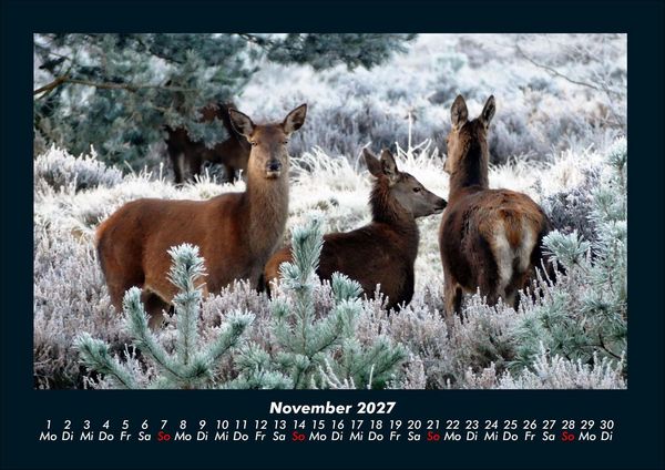 Produktbild: Der Tierkalender 2027 Fotokalender DIN A4