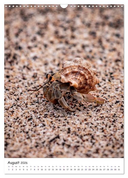 Produktbild: Wildlife - Die Tierwelt der Galapagos Inseln (Wandkalender 2026 DIN A3 hoch), CALVENDO Monatskalender