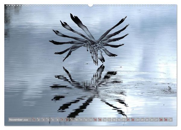 Produktbild: V&ouml;gel im Fluge (Wandkalender 2026 DIN A2 quer), CALVENDO Monatskalender