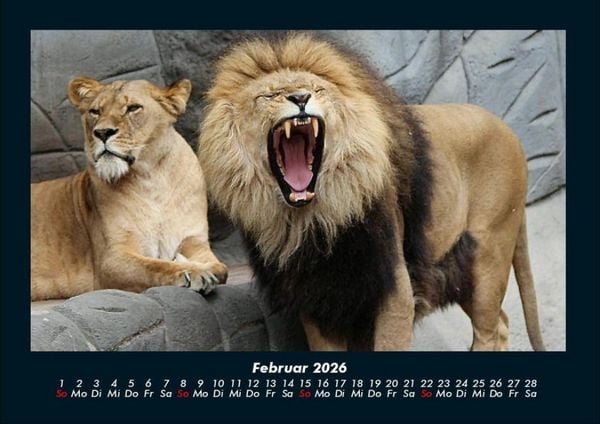 Produktbild: L&ouml;wen in der Wildnis 2026 Fotokalender DIN A4