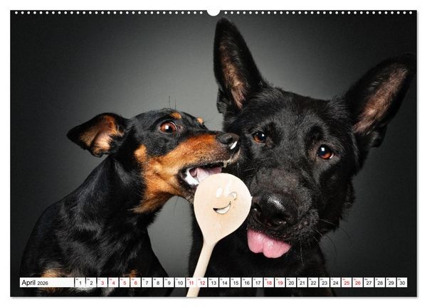Produktbild: Hunde im Naschparadies (hochwertiger Premium Wandkalender 2026 DIN A2 quer), Kunstdruck in Hochglanz