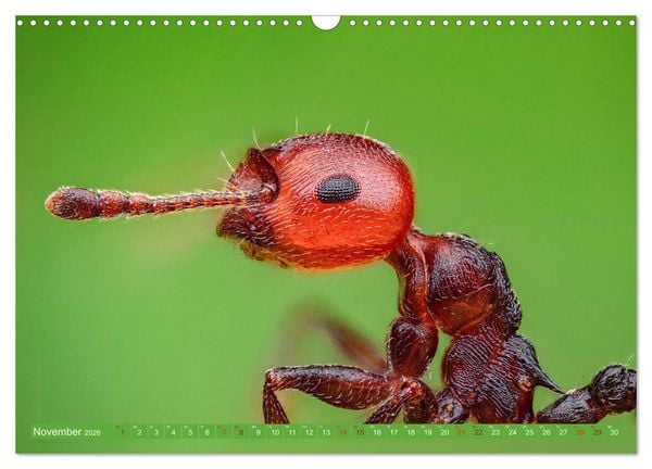 Produktbild: Extreme Makroaufnahmen - Insekten so nah wie nie (Wandkalender 2026 DIN A3 quer), CALVENDO Monatskalender