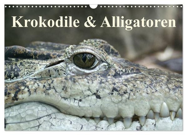 Produktbild: Krokodile & Alligatoren (Wandkalender 2026 DIN A3 quer), CALVENDO Monatskalender