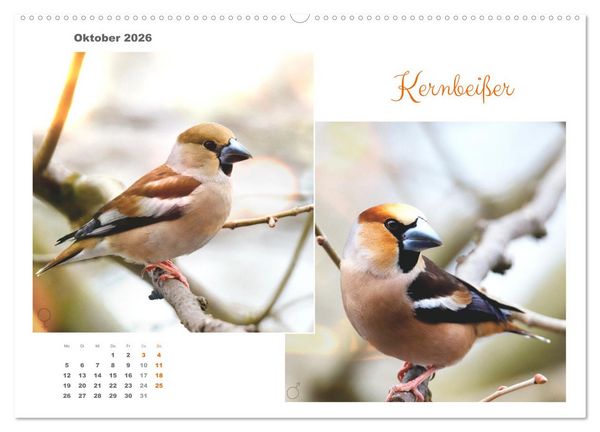 Produktbild: Vogel-P&auml;rchen (Wandkalender 2026 DIN A2 quer), CALVENDO Monatskalender