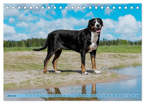 Produktbild: Gro&szlig;e Schweizer - Gigantische Sennenhunde (Tischkalender 2026 DIN A5 quer), CALVENDO Monatskalender