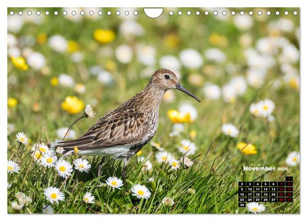 Produktbild: Die Vogelwelt der &Auml;u&szlig;eren Hebriden (Wandkalender 2026 DIN A4 quer), CALVENDO Monatskalender