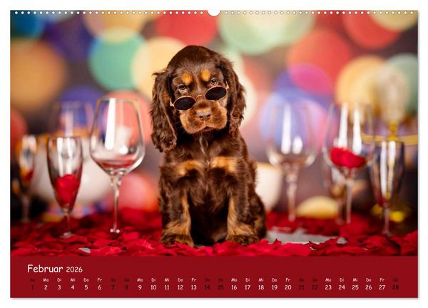 Produktbild: Elvis ein Engl. Cocker Spaniel wird Gro&szlig; (Wandkalender 2026 DIN A2 quer), CALVENDO Monatskalender