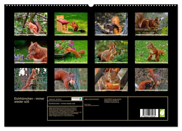 Produktbild: Eichh&ouml;rnchen - immer wieder s&uuml;&szlig; (hochwertiger Premium Wandkalender 2026 DIN A2 quer), Kunstdruck in Hochglanz