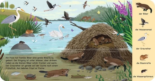 Produktbild: Mein erstes Natur-Wimmelbuch: Tiere am Wasser &ndash; Mini-Ausgabe