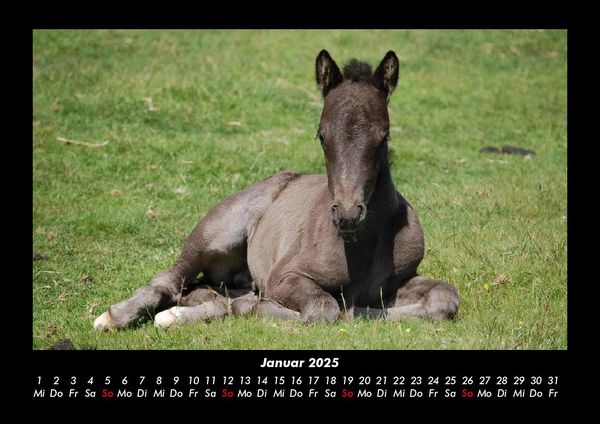 Produktbild: Pferde Kalender 2025 Fotokalender DIN A3