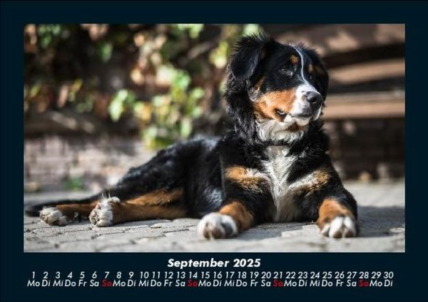 Produktbild: Welpen 2025 Fotokalender DIN A5