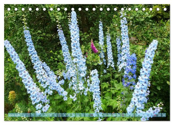 Produktbild: Beschwingte Blumenwelt (Tischkalender 2026 DIN A5 quer), CALVENDO Monatskalender