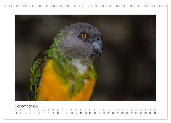 Produktbild: Kunterbunte Papageien und Sittiche (Wandkalender 2026 DIN A3 quer), CALVENDO Monatskalender