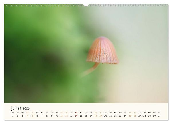 Produktbild: Champignons magiques (Calendrier mural 2026 DIN A2 vertical), CALVENDO calendrier mensuel