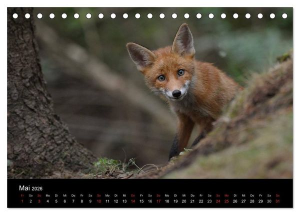 Produktbild: Ein Blick in Reinekes Kinderstube (Tischkalender 2026 DIN A5 quer), CALVENDO Monatskalender