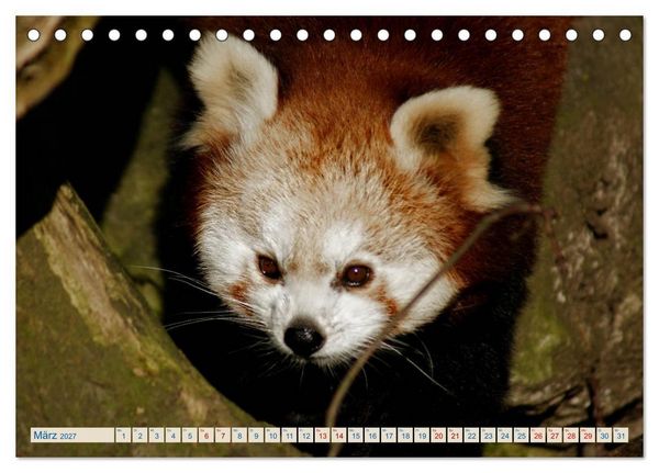 Produktbild: Kleiner Panda auf Entdeckungstour (Tischkalender 2027 DIN A5 quer), CALVENDO Monatskalender
