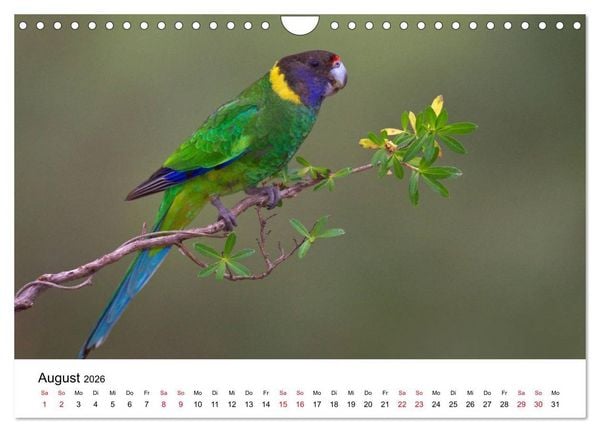 Produktbild: Australische Papageien (Wandkalender 2026 DIN A4 quer), CALVENDO Monatskalender