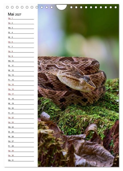 Produktbild: Costa Rica - Magische Tiere des Regenwaldes (Wandkalender 2027 DIN A4 hoch), CALVENDO Monatskalender