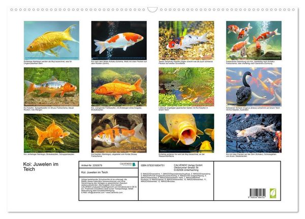 Produktbild: Koi: Juwelen im Teich (Wandkalender 2027 DIN A2 quer), CALVENDO Monatskalender