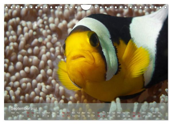 Produktbild: Anemonefish - always busy - always on the move (Wall Calendar 2027 DIN A4 landscape), CALVENDO 12 Month Wall Calendar