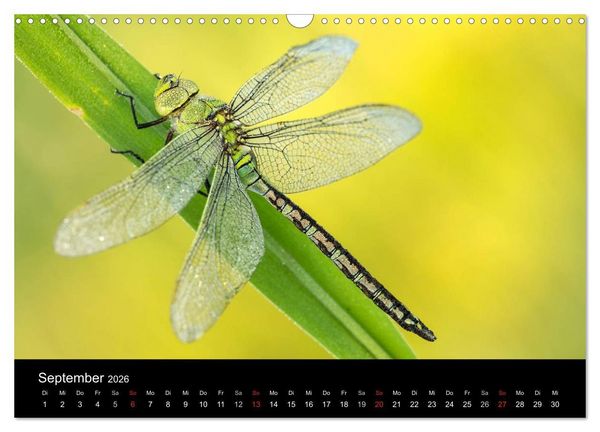 Produktbild: Libellen im Ried (Wandkalender 2026 DIN A3 quer), CALVENDO Monatskalender