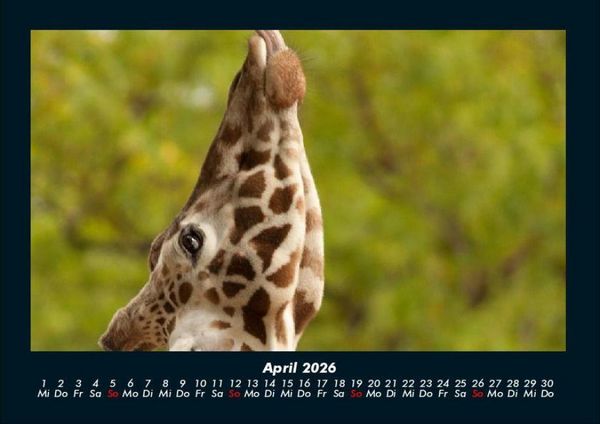 Produktbild: Giraffen 2026 Fotokalender DIN A4