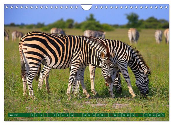 Produktbild: Botswana- Pirschfahrt mit Garantie auf Wildlife (Wandkalender 2026 DIN A4 quer), CALVENDO Monatskalender