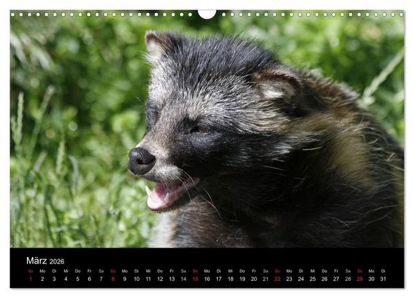 Produktbild: Marderhunde (Wandkalender 2026 DIN A3 quer), CALVENDO Monatskalender