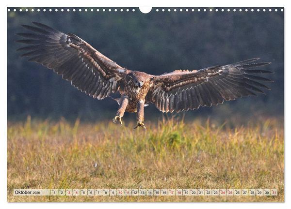 Produktbild: Majest&auml;tische Seeadler (Wandkalender 2026 DIN A3 quer), CALVENDO Monatskalender