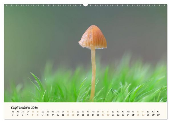 Produktbild: Champignons magiques (Calendrier mural 2026 DIN A2 vertical), CALVENDO calendrier mensuel