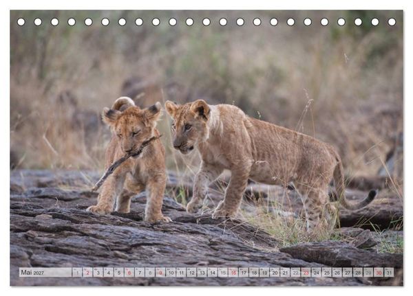 Produktbild: Emotionale Momente: Liebenswerte L&ouml;wenbabys / CH-Version (Tischkalender 2027 DIN A5 quer), CALVENDO Monatskalender