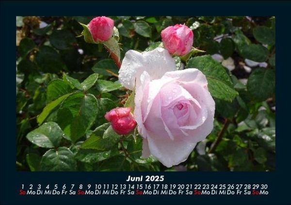 Produktbild: Blumentr&auml;ume 2025 Fotokalender DIN A5