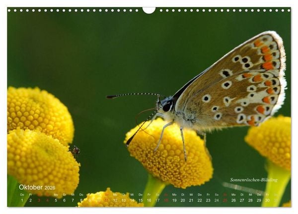 Produktbild: Gro&szlig;e und kleine Schmetterlinge (Wandkalender 2026 DIN A3 quer), CALVENDO Monatskalender